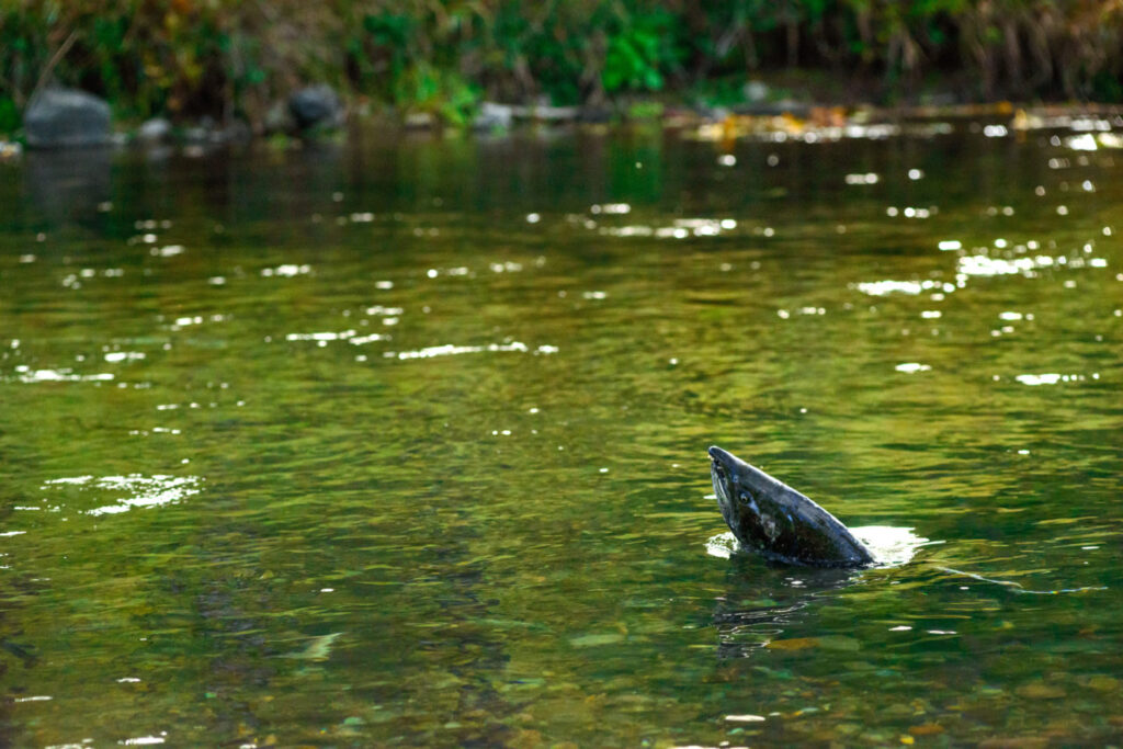 Chinook salmon at Finn Rock Reach - photo by Tim Giraudier, Beautiful Oregon