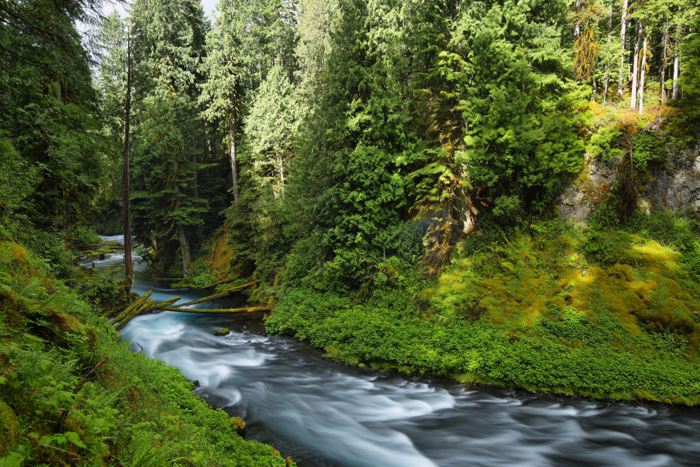 Home McKenzie River Trust Protecting Lands in Western Oregon