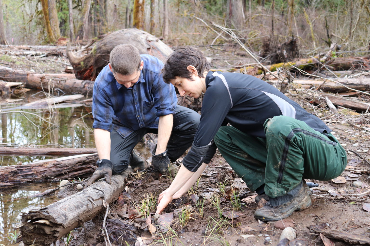 McKenzie River Restoration Planting - South Fork Project - McKenzie ...