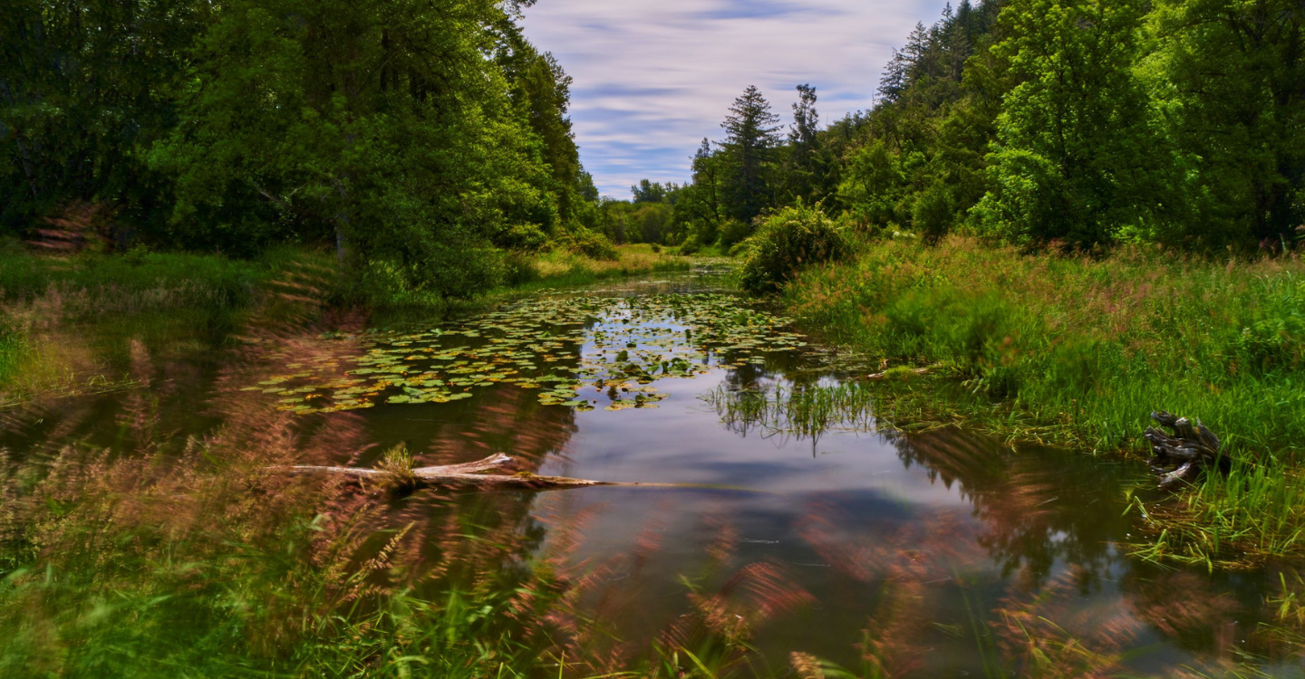 Protecting The Upper Willamette Watershed Mckenzie River Trust