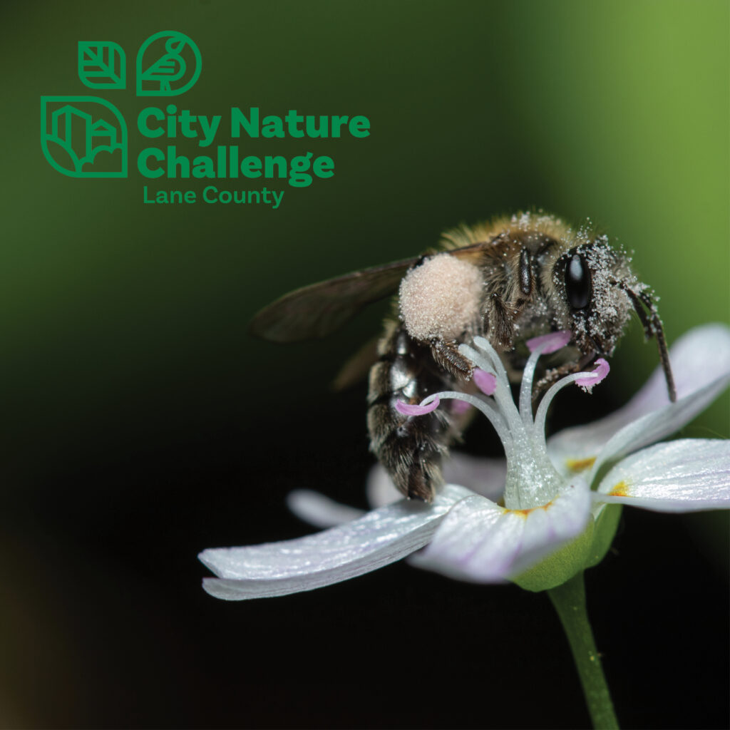City Nature Challenge BioBlitz at BRAS Amite River Wildlife Sanctuary,  45141 Manny Guitreau Rd, Prairieville, 29 April 2024
