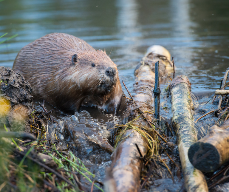 Lessons From A Beaver On International Beaver Day - Mckenzie River 