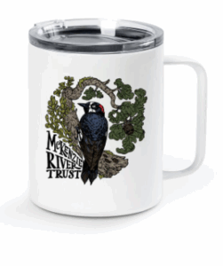 Acorn Woodpecker Mug