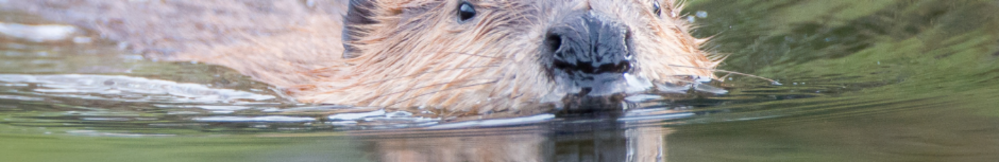 Beaver (4)