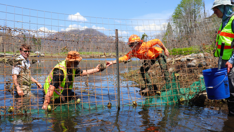 FRR_Fish Salvage_06052023_Goward (1)