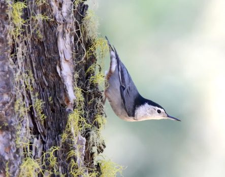 White-breasted Nuthatch3 Illinois Forks 10 18 2011-cary kerst